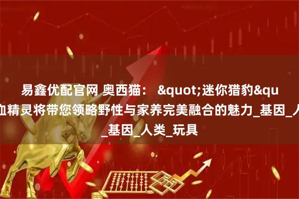 易鑫优配官网 奥西猫： &quot;迷你猎豹&quot;的混血精灵将带您领略野性与家养完美融合的魅力_基因_人类_玩具